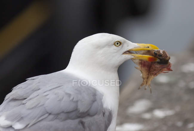 Oiseau avec poisson dans la bouche — Photo de stock