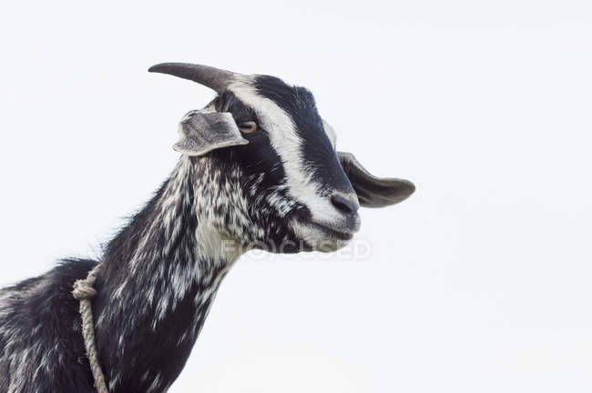 Смешная коза. — стоковое фото