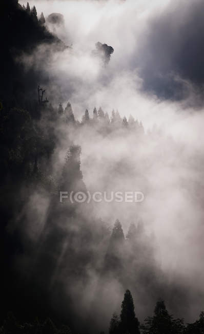 Árvores na encosta cobertas de nuvens — Fotografia de Stock