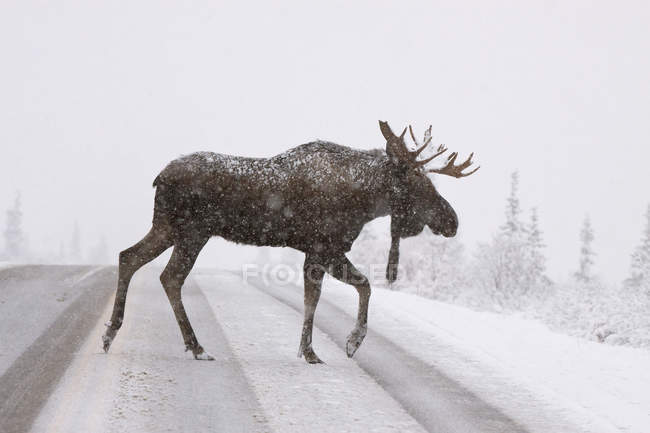 Side view of bull moose with huge antlers crossing road in snow — Stock Photo