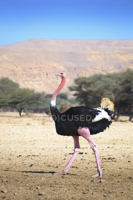 Struzzo che cammina in un campo arido — Foto stock
