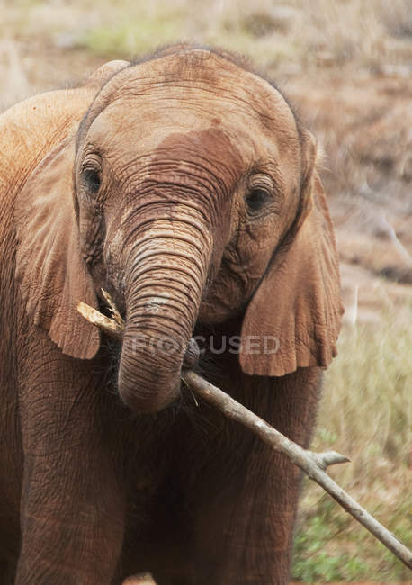 Слон держит ветку дерева — стоковое фото
