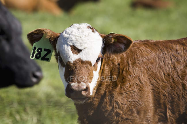 Baby calf 's face in field — стоковое фото