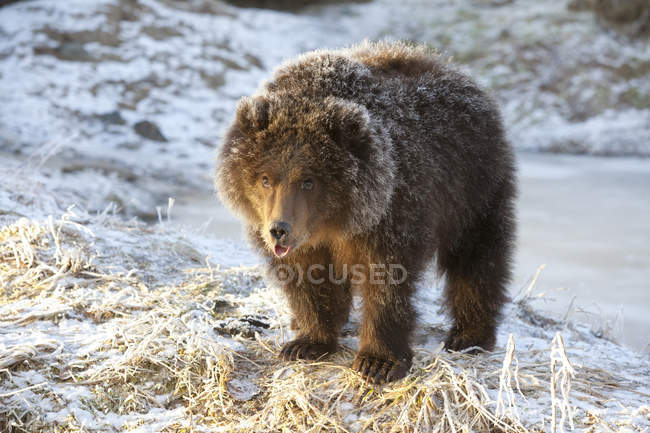Filhote de urso marrom com pele coberta de geada — Fotografia de Stock