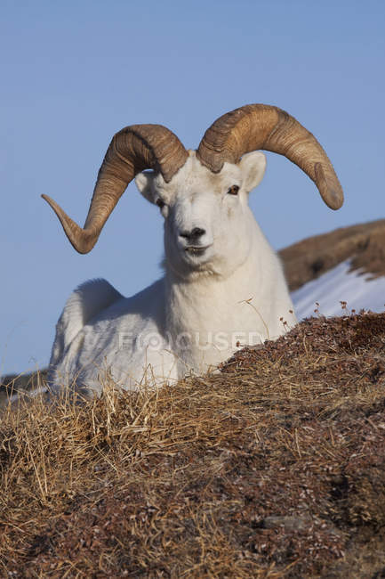 Ram Dall Sheep Deitado em uma encosta — Fotografia de Stock