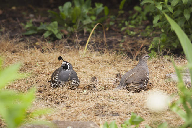 Male and female quail — Stock Photo