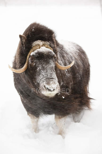 Корова Muskoxen стоїть в снігу — стокове фото