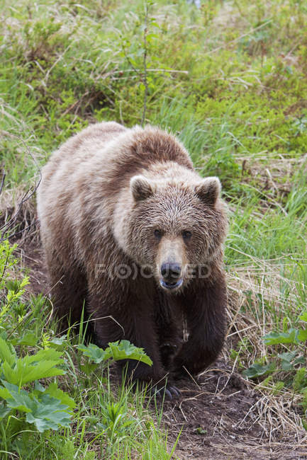 Brown Bear cammina lungo un sentiero — Foto stock
