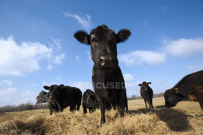 Bovini da carne che si nutrono di fieno su secco — Foto stock