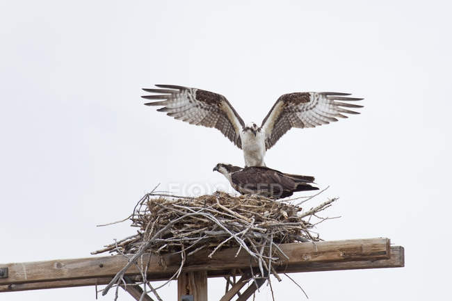 Two hawks in straw nest — Stock Photo