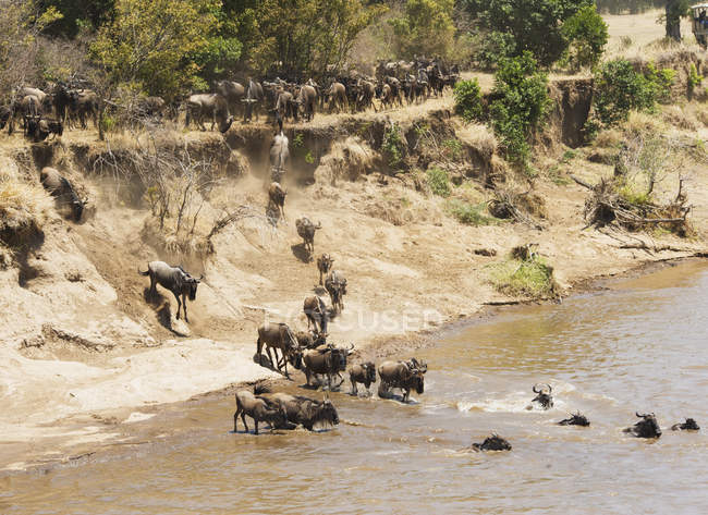 Migration of wildebeest on shore — Stock Photo