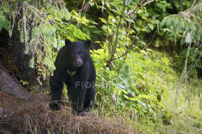 Черный медведь просыпается в лесу — стоковое фото