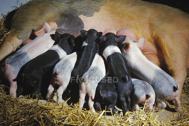 Поросята висмоктують свиню — стокове фото