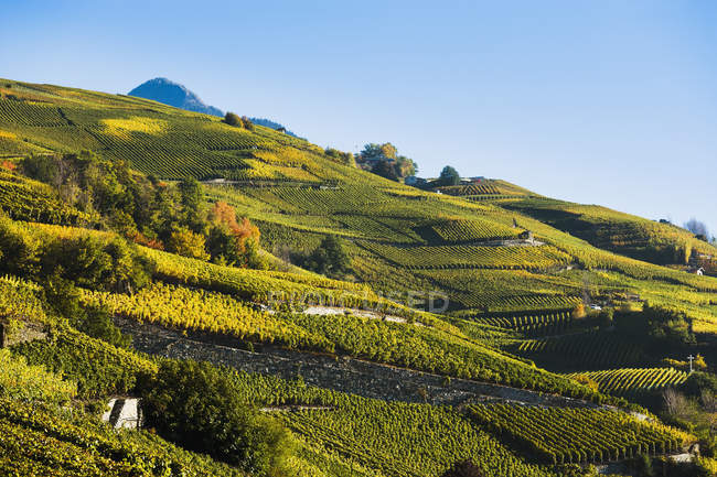 Виноградники в Vetroz регіоні valais Швейцарії — стокове фото