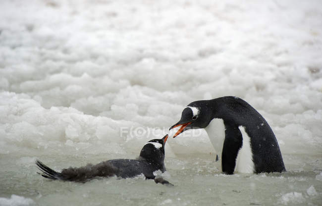 Pinguins gentoo na neve — Fotografia de Stock