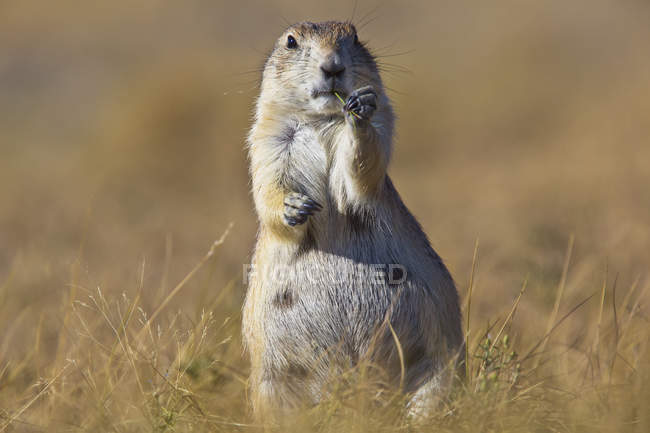 Prairie dog sitting on ground — Stock Photo