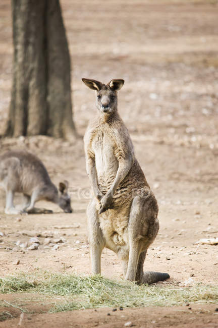 Känguru auf dem Boden stehend — Stockfoto