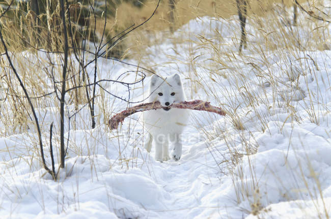 Zorro ártico en fase blanca de invierno - foto de stock