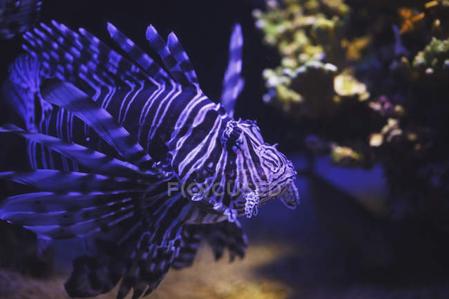 Lionfish swimming under water — Stock Photo