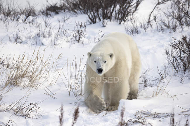 Orso polare che cammina — Foto stock