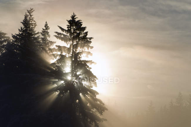 Ранкові сонячні промені сяють через густий крижаний туман — стокове фото