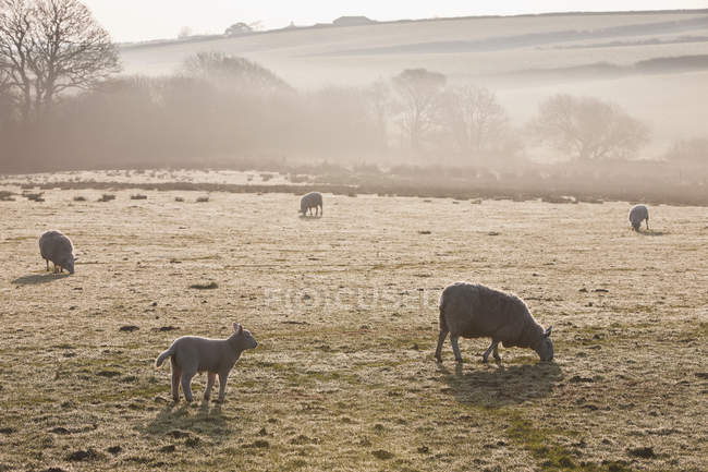 Pecore al pascolo su un campo ghiacciato nella nebbia — Foto stock