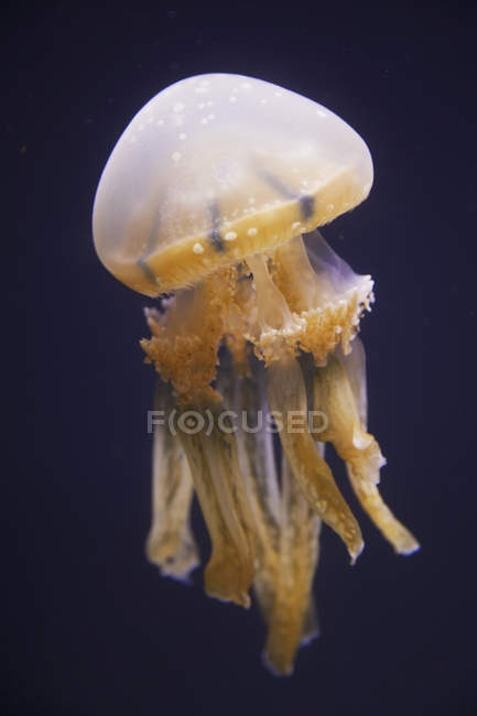 Meduse nuotare sott'acqua — Foto stock