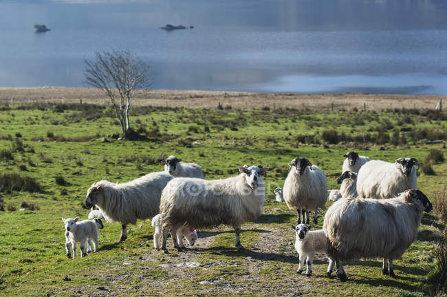 Пасуться вівці на траві — стокове фото