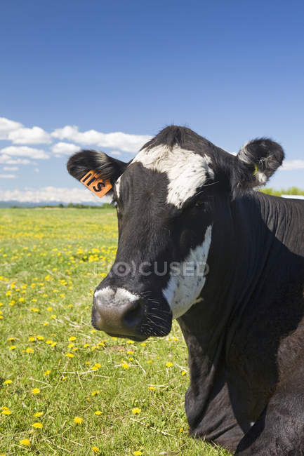Primo piano della vacca — Foto stock