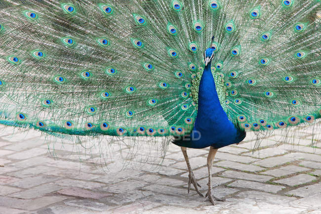 Peacock  standing on ground — Stock Photo