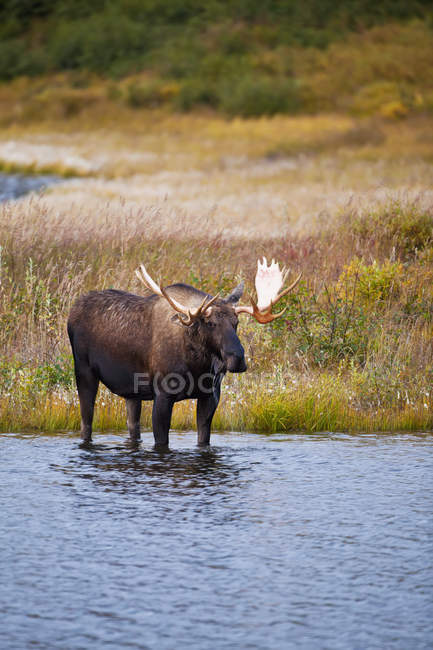 Toro d'oca in piedi nella tundra — Foto stock