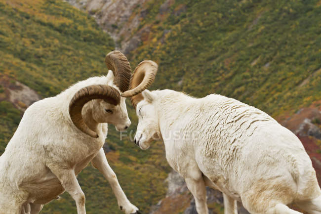 Dall's sheep rams hitting heads — Stock Photo