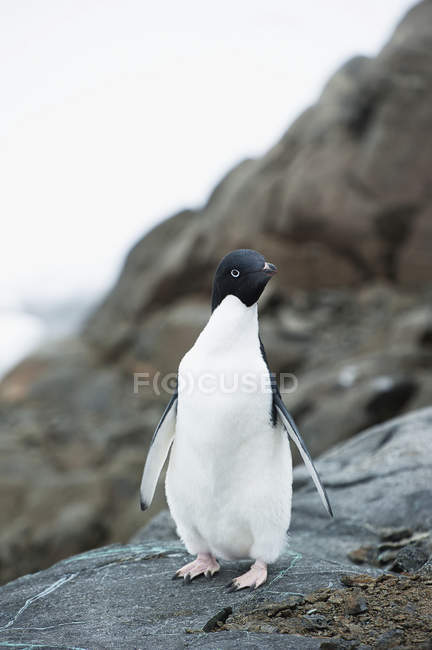 Adelie pinguin steht auf felsen — Stockfoto