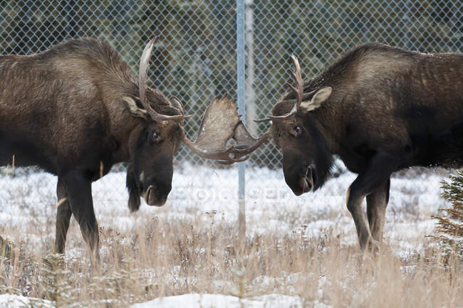 Dois Bull Moose Sparring Beside Fence, no centro-sul do Alasca — Fotografia de Stock