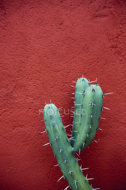 Green cactus against red wall — Stock Photo