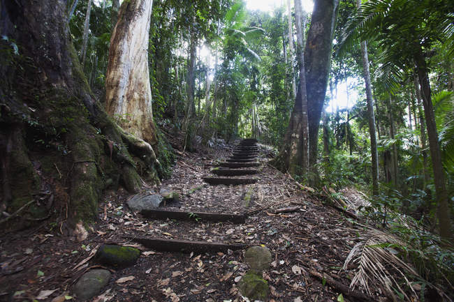 Halbtropischer Regenwald — Stockfoto