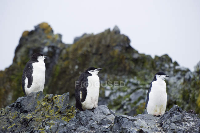 Chinstrap pingüinos de pie sobre rocas - foto de stock