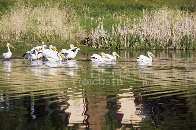 Білі пелікани на ставку — стокове фото