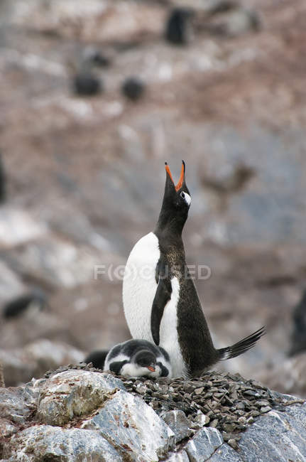 Пингвин Gentoo на открытом воздухе — стоковое фото