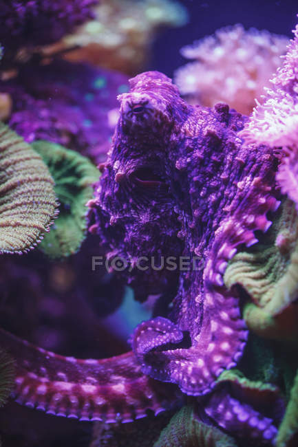 Фіолетовий восьминіг у воді — стокове фото