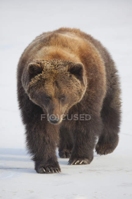 Marrone orso passeggiate attraverso congelato stagno — Foto stock