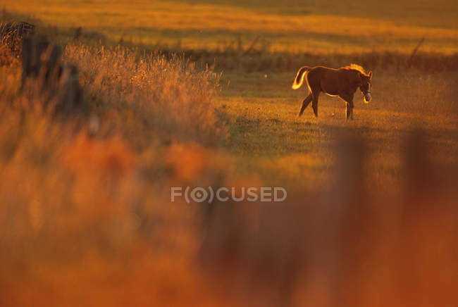 Cavalo de potro em um pasto — Fotografia de Stock