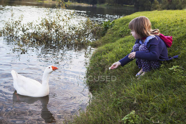 Chica joven alimentando pato blanco en el borde del agua - foto de stock