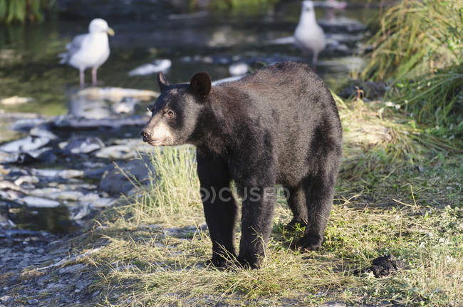 Ours noir sur la rive de la fraye du saumon — Photo de stock