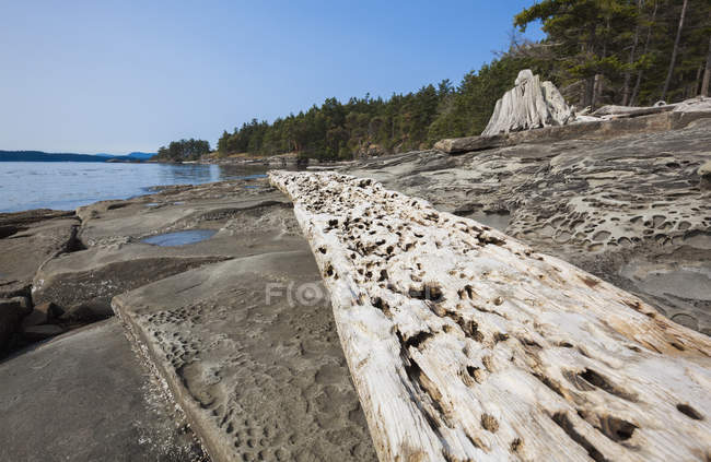 Weathered driftwood and rock formations — Stock Photo