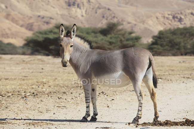 Somali wild ass — Stock Photo