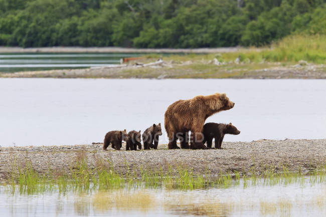 Urso marrom com filhotes — Fotografia de Stock