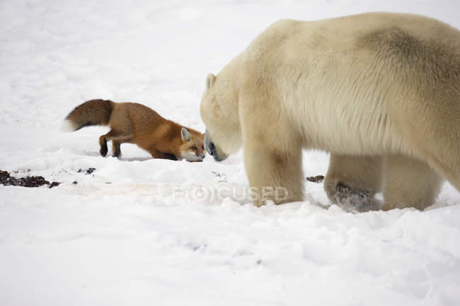 Белый медведь пытается поймать лису — стоковое фото