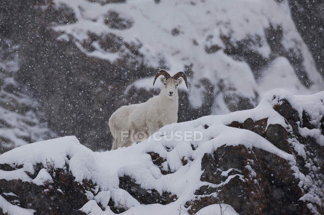 Dall Sheep Ram Looks Down — Stock Photo