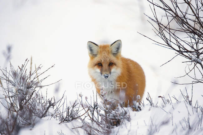 Red fox in the snow — Stock Photo